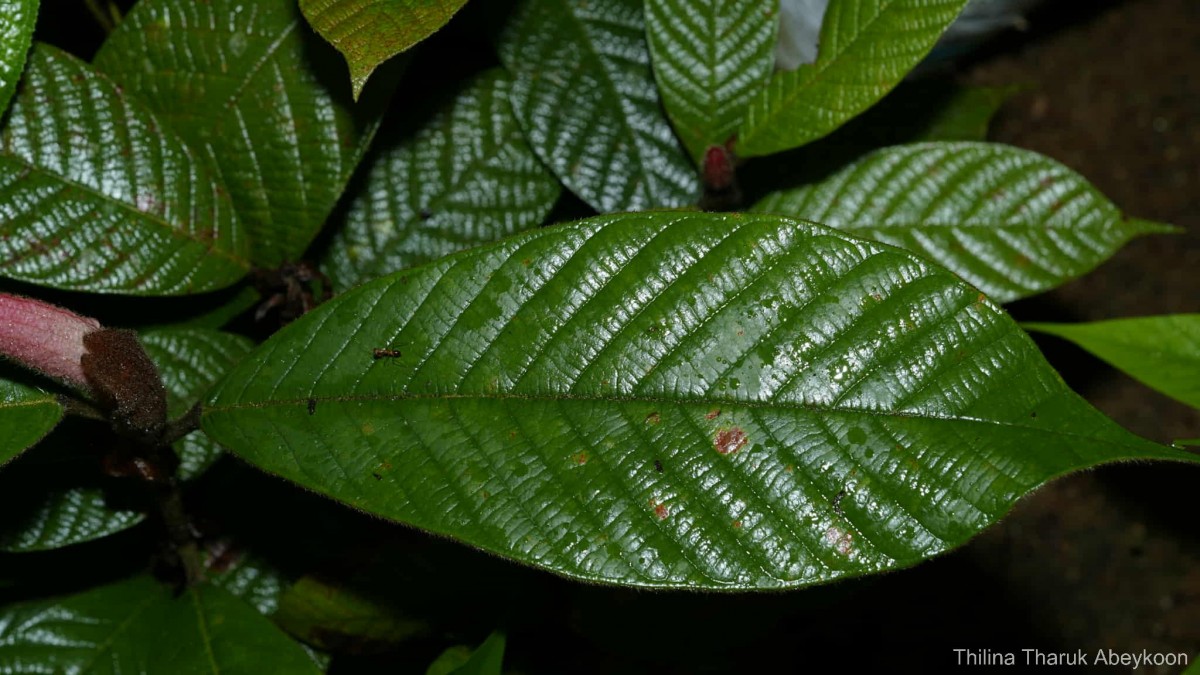 Dipterocarpus insignis Thwaites